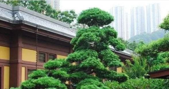 枝繁叶茂|乡下村长家门口有棵“镇宅树”,几波盆景人想买,怎么说都不肯卖