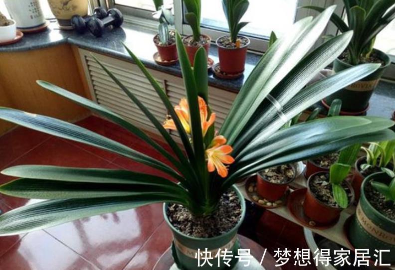 新手养君子兰,3种补肥轮流用,一年长出6片叶子,绽放层叠群花