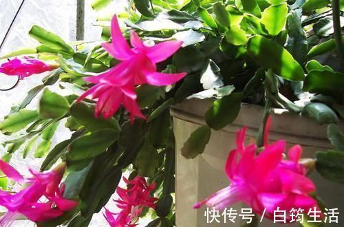 新芽|蟹爪兰不烂根，叶子肥厚，把握好此3点，新芽不断冒出