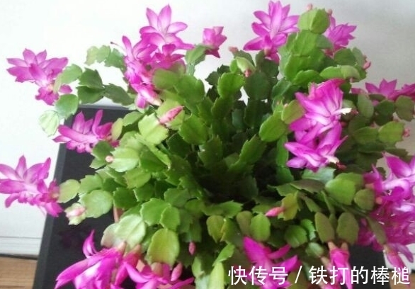 冬天就养这些开花植物，养护的好整个冬天花开不断