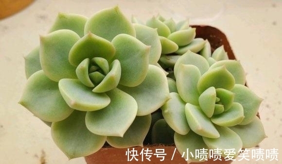 多肉徒长很好解决,照这几种方式来,状态差一点,至少不徒长