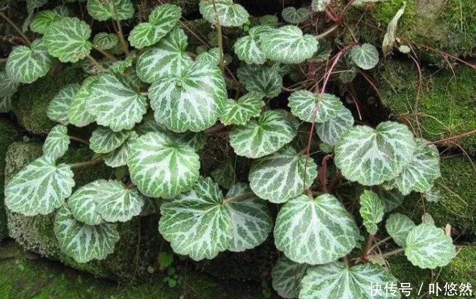 天生“体阴”的6种花，晒太阳易黄叶，阴一点反而长得绿油油！