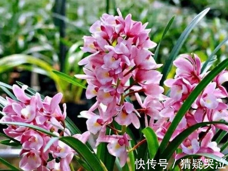 居家就养此款花卉,不闻不问,花开爆盆美如花,太漂亮了!