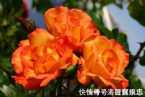 高贵优雅,此花花开缤纷靓丽,似一位高贵靓丽的小姐,妖艳迷人!