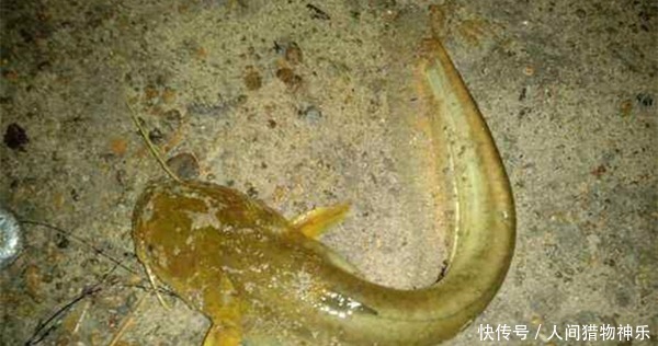 手竿钓鲶鱼，这种钓法才够狠，不愁不上鱼，渔获轻松翻几倍