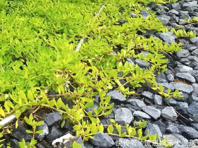 真正的花坚强，墙缝、地缝都能长，开花特别旺！
