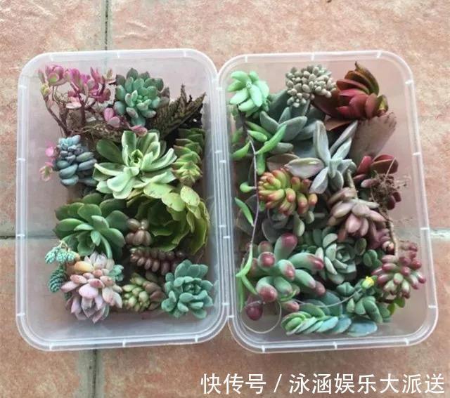 竹篮子|她在医院垃圾桶“捡篮子”,拿来种多肉“颜值高”,人见人爱