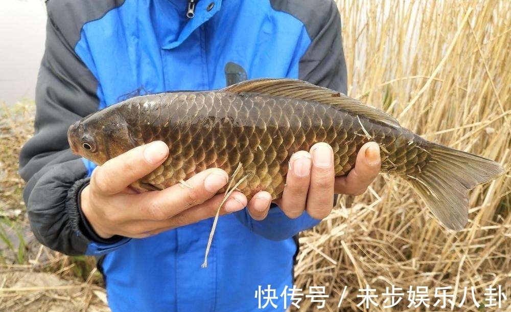 冬钓保底十条大板鲫的三个诀窍,其实一点也不难