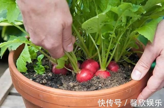 大小像“葡萄”一样的萝卜,种在花盆里,养30天就能摘一篮子