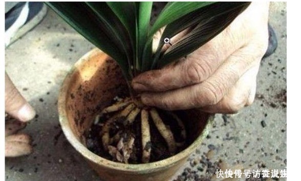 植株|花卉什么时候换盆才最好一直都没注意,怪不得换完花就蔫儿了