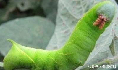 冬季女人常吃此物,皮肤细腻有光泽,比同龄人都显年轻