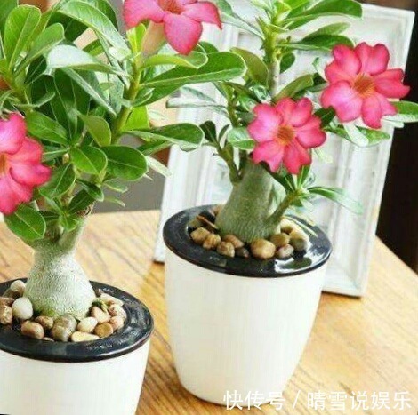 这9种花,特别适合新手养,越不浇水越爆盆,总有一款适合你!