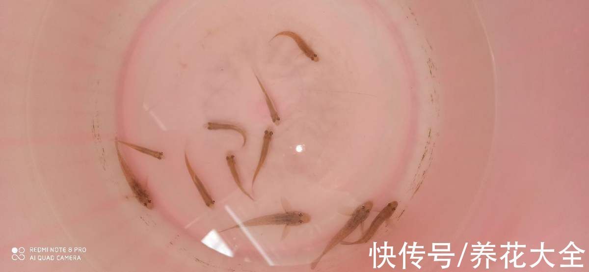 花市老板的养花绝招，今天全给你，一学一个准