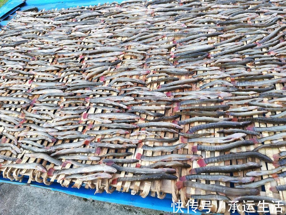 人称“红尾泥鳅”，涨水后能钓上百条，繁殖力超强，如今越来越少