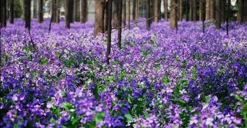 诸葛菜（二月兰）——紫色花海醉美绽放，赏花识花二不误