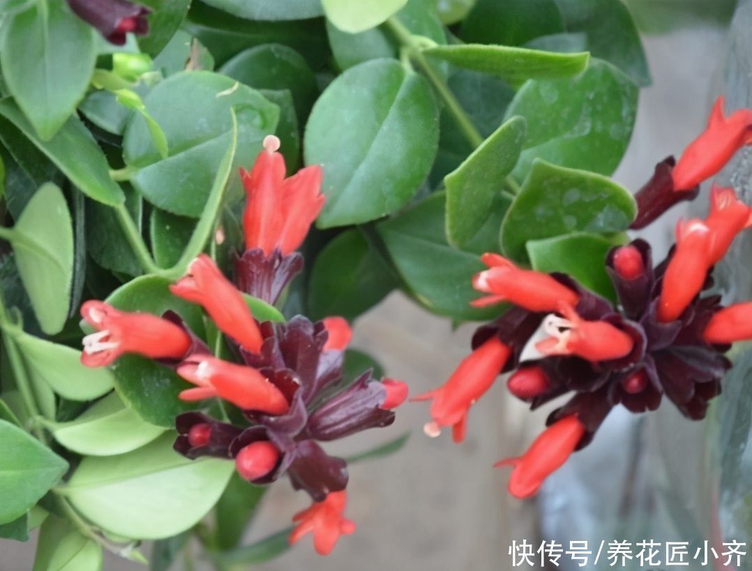 植物|想在北阳台养花不想加补光灯，养6种花，保证长势好，而且能开花