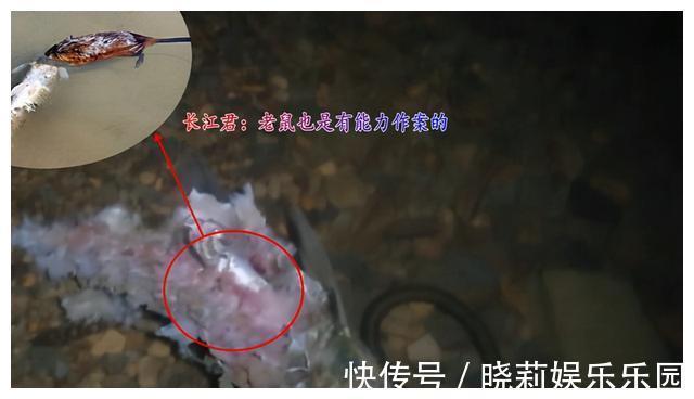 万峰湖:有人将钓起来的翘嘴鱼放在水里,转眼被吃得只剩个鱼头