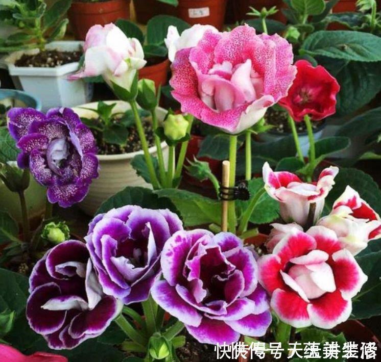 4种旺运花，吉祥添富贵，花美色艳，一言不合就爆盆，你一定喜欢