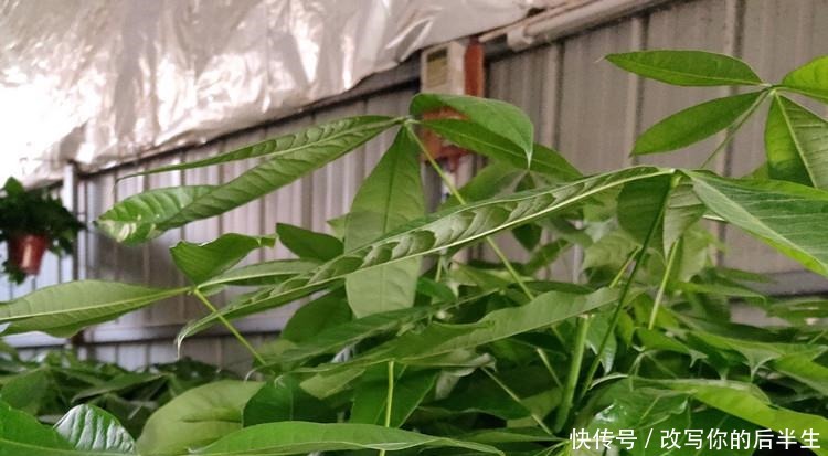 家养发财树,学会这“3件事”,轻松养得旺,叶片油绿!