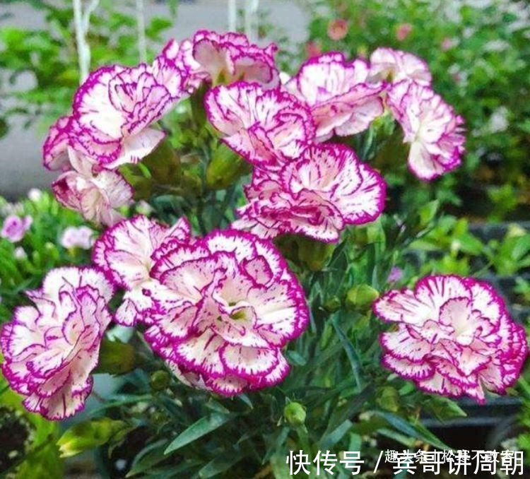 这几款植物养在家里，沾土就活，给点阳台就灿烂，漂亮大气！
