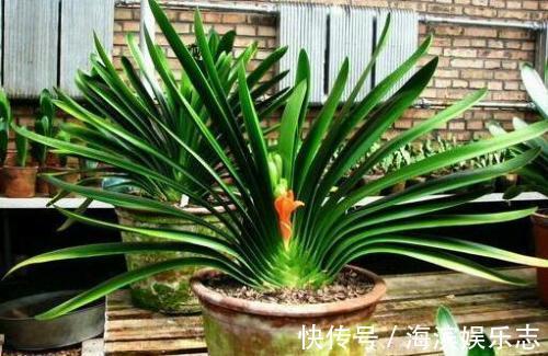 君子兰怎么养得好这3个坏习惯先改掉，不然不开花长得慢