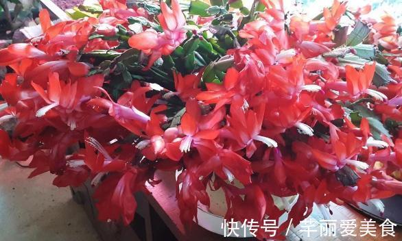 根部|养蟹爪兰，这么浇水不仅不会死，反而开花越来越多