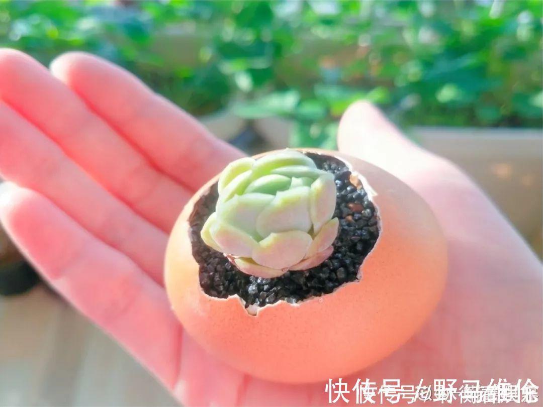 el多肉的花样养法,7种花盆全是自己造的,省钱又好用!