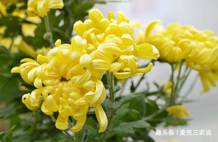 菊花茶|泡菊花时加一宝,清肠排毒,肝好了,视力好了,给身体来个大扫除