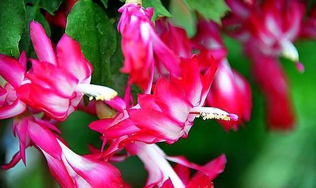 养好蟹爪兰,“1点”很关键,“浇水”不发愁,叶片肥厚开满花