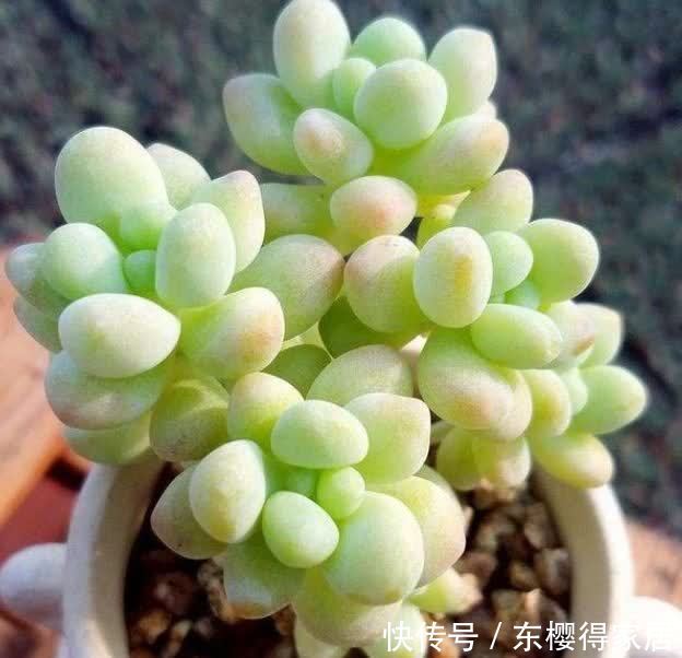 阳台养花，不妨养这款植物，花期长又好养，快养起来吧！