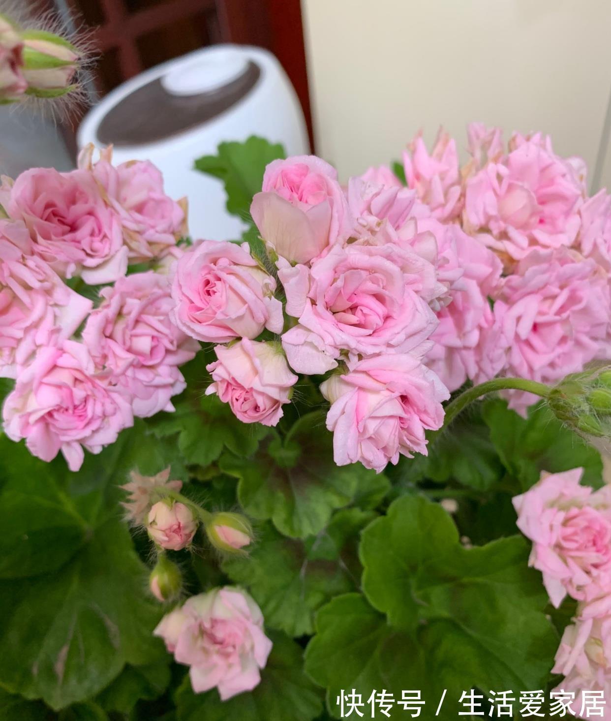 阳台|天竺葵“白鼠”，花美若玫瑰，丰花勤花，栽培简单，很值得拥有