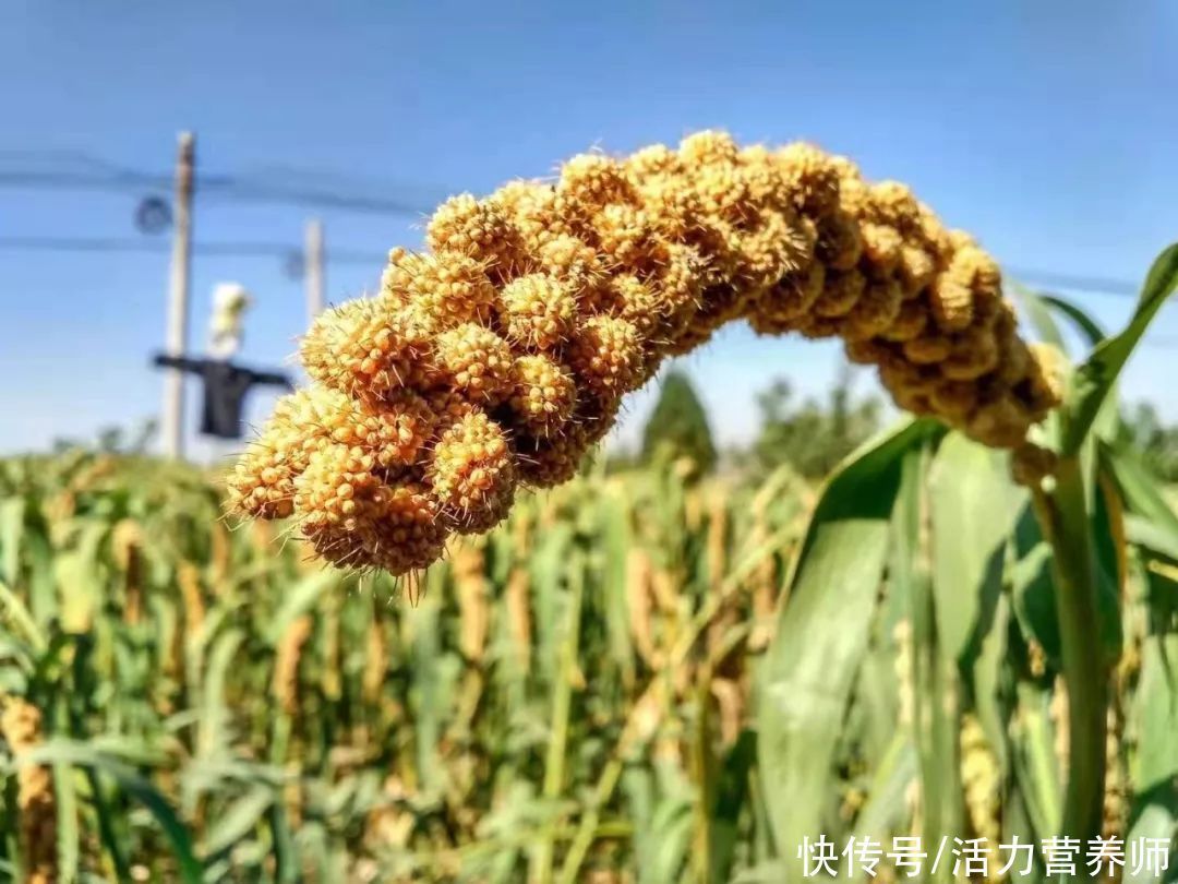 小米饭|吃小米有助于降血糖？糖尿病患者的亲身经历告诉你吃小米饭还是粥