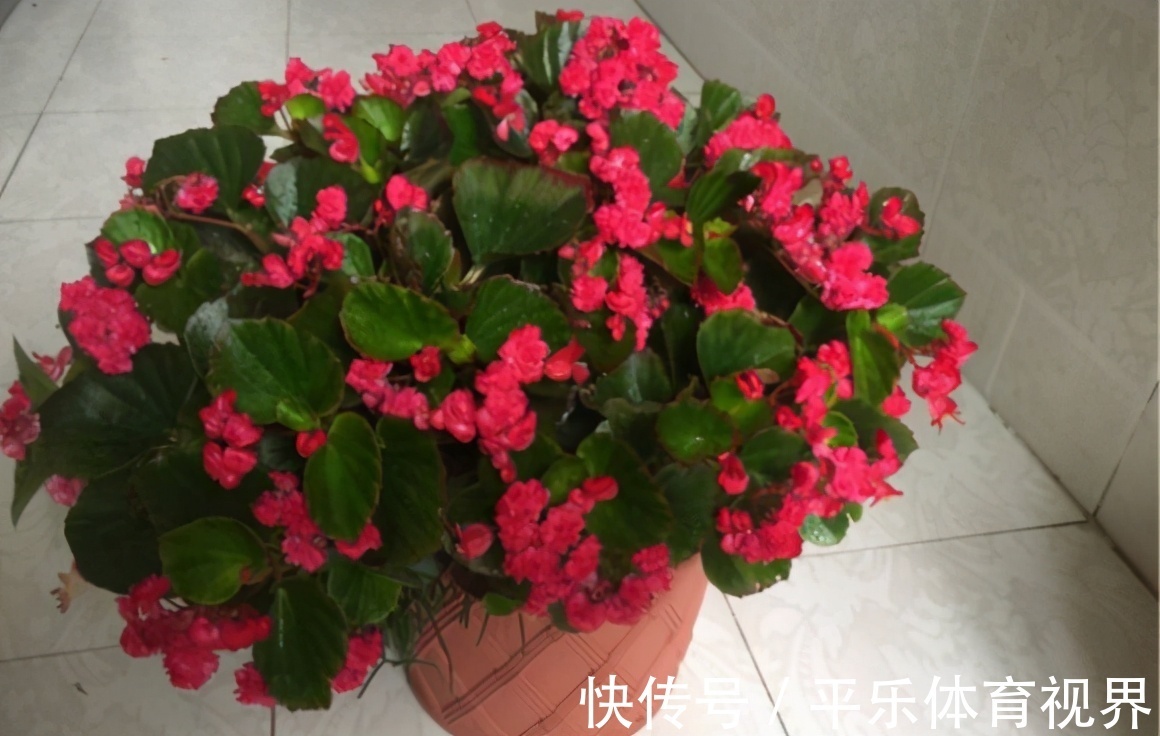 生活中哪些材料富含钾元素,该怎么处理拿来养花?