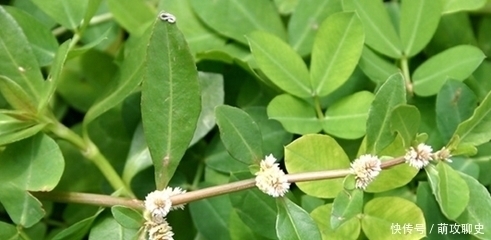 头发|古代也有染发剂?乌黑亮丽的头发如何得来?看完长知识了!