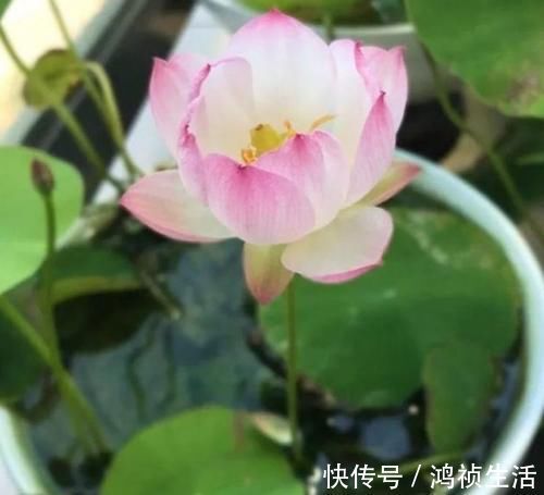 花友|养此4种花,插枝就能活,养护容易,全年开花,室内也能种