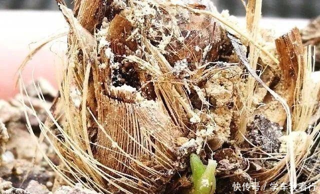 治疗兰花茎腐病，不要再浇药水，根本没有效果！