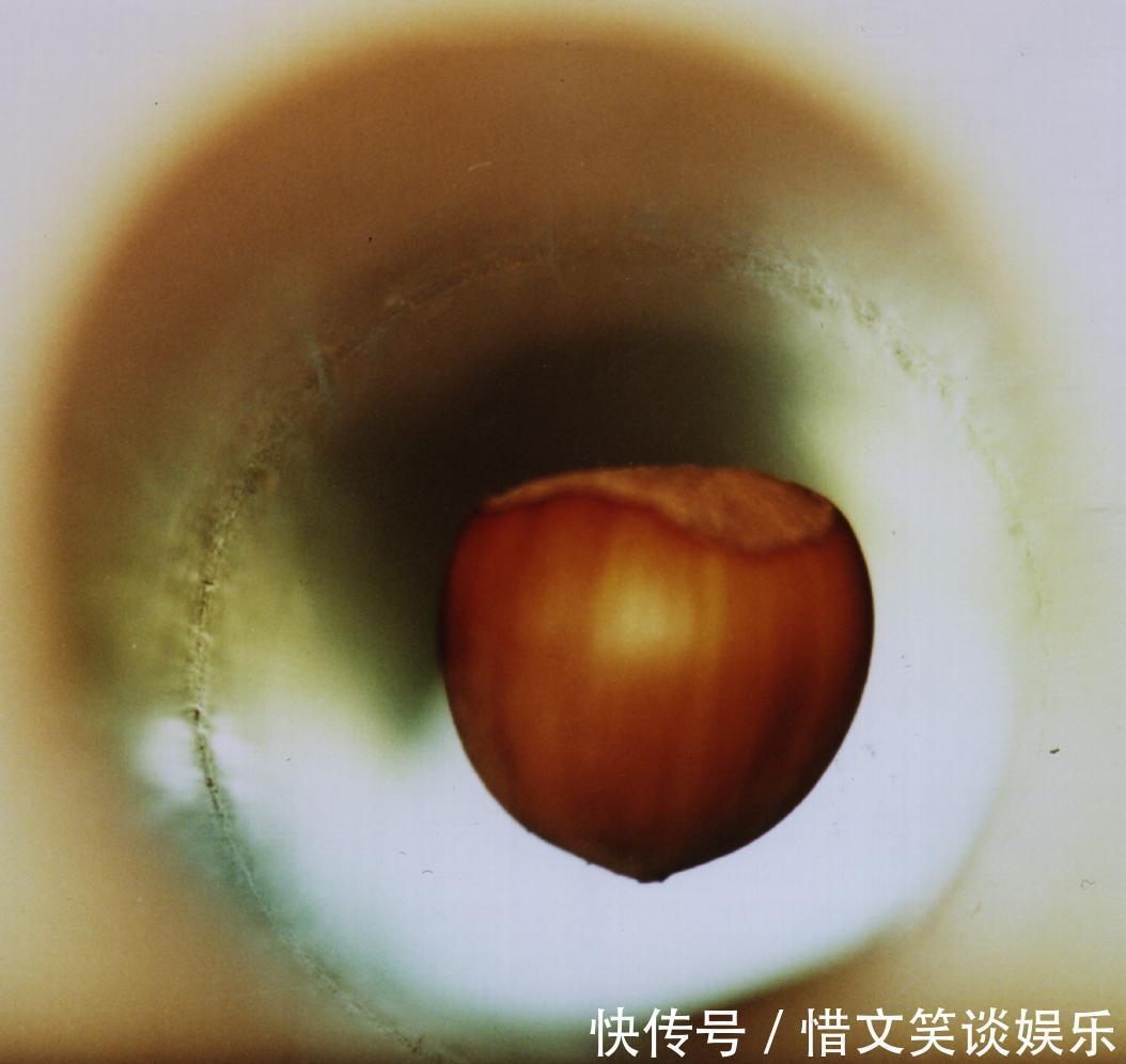 磁性 把人放进强磁场中会怎样?科学家用青蛙做实验,得到一只反重力蛙