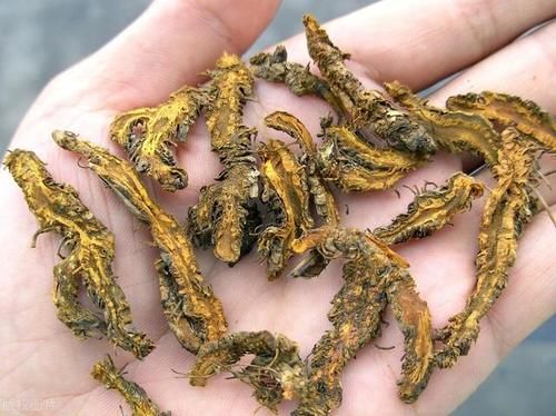 本草纲目》记载：酒蒸黄连治糖尿病？4个黄连古方，实证有效- 快资讯