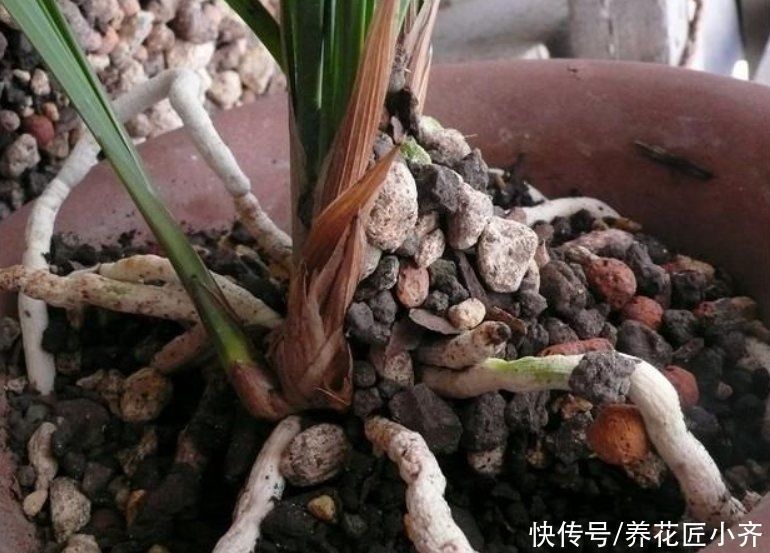 多菌灵|买到兰花上盆,“一剪一泡”不能少,栽上才能根系壮,不烂根