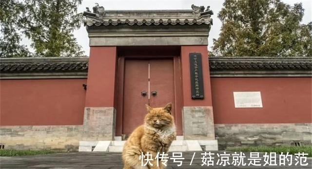 保安|故宫中有上百只猫，每一只来历都不简单，如今竟然成故宫“保安”