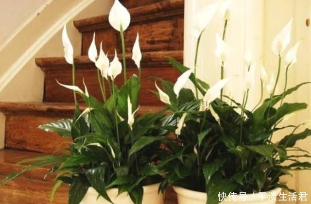 漂亮|“病菌”不喜欢7种花,养家里,一家老小“身体好”,聪明人都养!