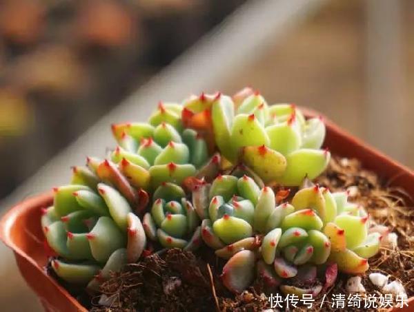 板结|它不死已经给你面子了，多肉不换土，你是想在水泥地养多肉