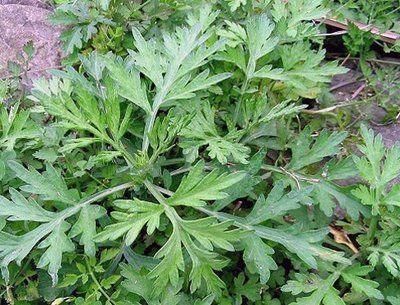 人到中年|人到中年，多吃3种食物，美容养颜，身体棒棒哒