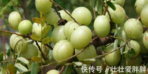 睡眠质量|这野果吃一口忘不了,一口苦,二口酸,三口回甘,药食两用价值高!