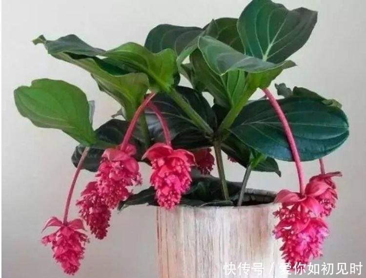 4种花花朵大、颜色艳,一年四季开花不断,花苞轻松开满枝