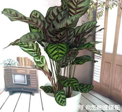 观赏价值|6种耐阴花,不晒太阳,也能四季开花,是家庭盆栽佳品!