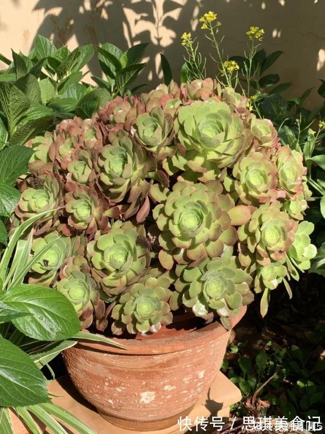 酥皮鸭|十几年的多肉“妖精”,自然老桩头,造型太美