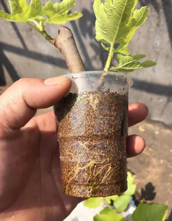 剪根粗枝插土里，2周能生根，一年长成大老桩