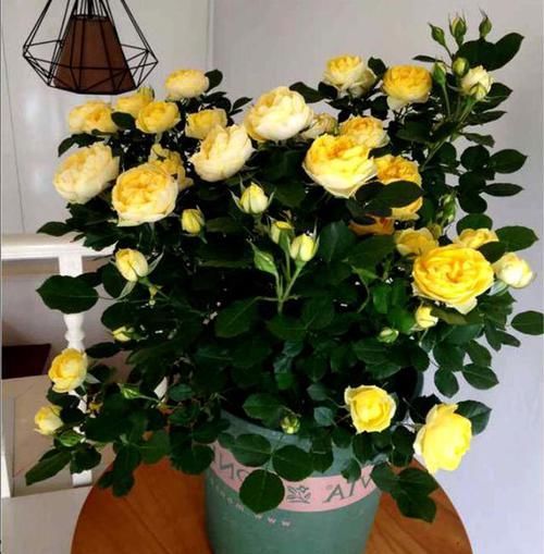  近期|近期最“火爆”的月季，开花量大，耐寒耐热，是月季中的开花机器