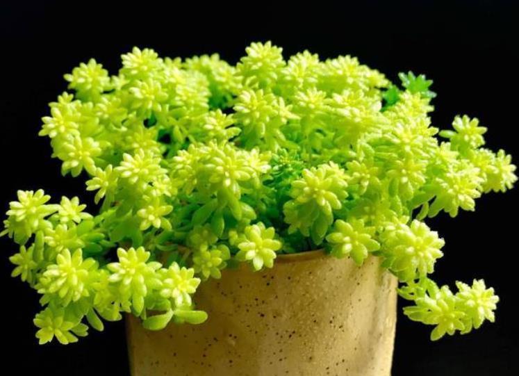 橙梦露|贵州大妈家不足一平方的窗台,摆了几十盆多肉,颜色美爆盆快